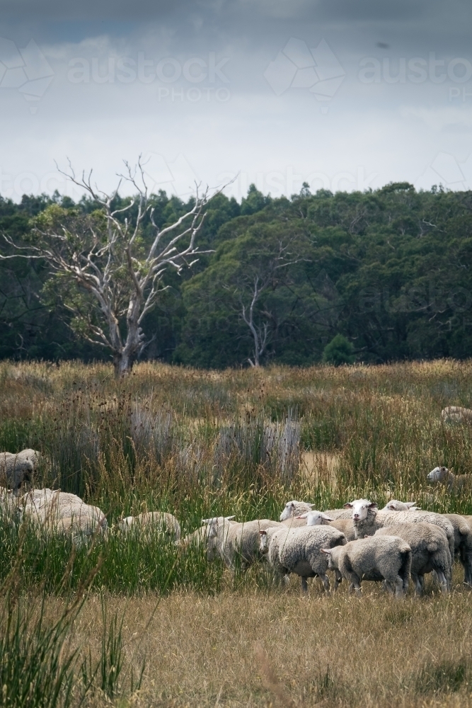 flock of sheep grazing on edge of plantation in the tussocks - Australian Stock Image