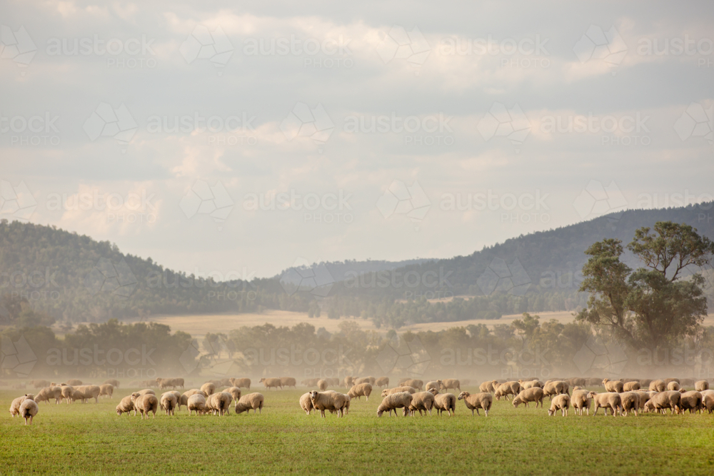 Flock of sheep grazing on green field with dust in the air - Australian Stock Image