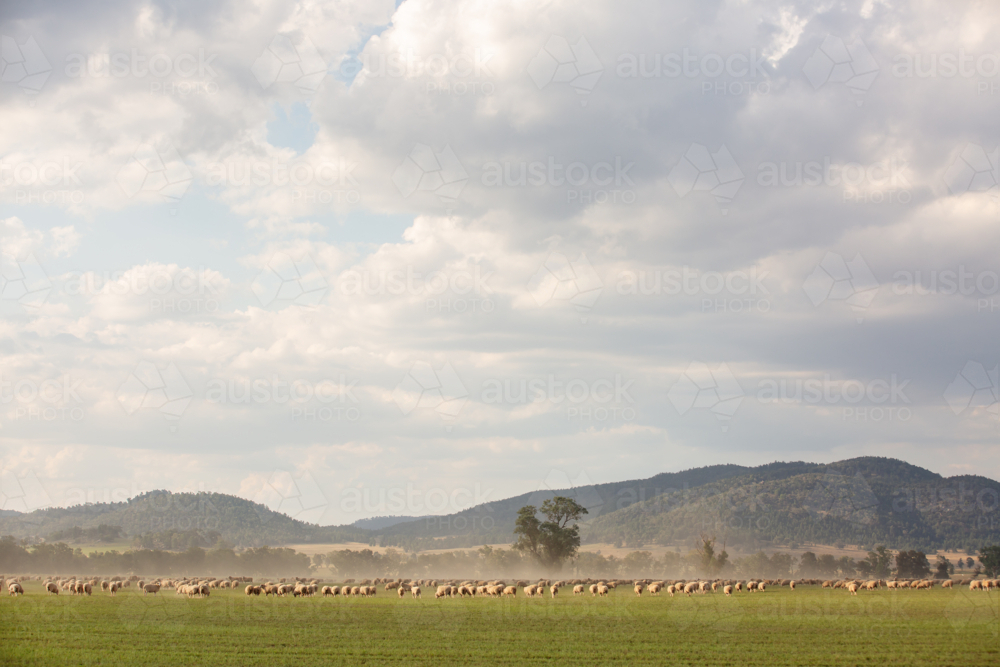 Image of Flock of sheep grazing on green field with dust in the air ...