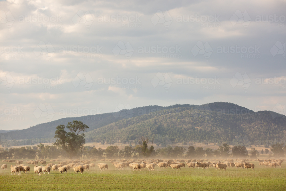Flock of sheep grazing on green field with dust in the air - Australian Stock Image