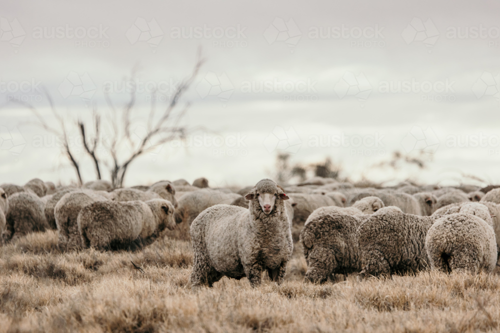 Flock of sheep grazing the land with dried grass - Australian Stock Image