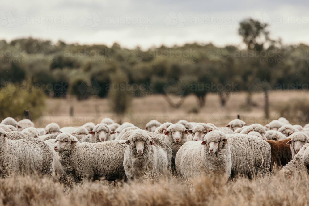 Flock of sheep grazing the land with dried grass - Australian Stock Image