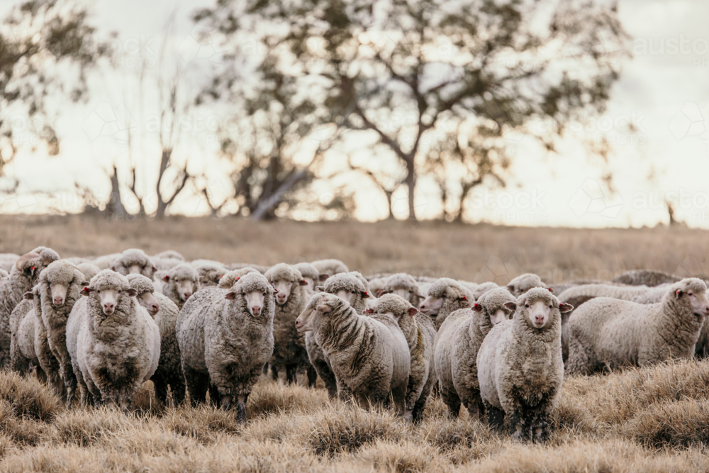 Flock of sheep grazing the land with dried grass - Australian Stock Image
