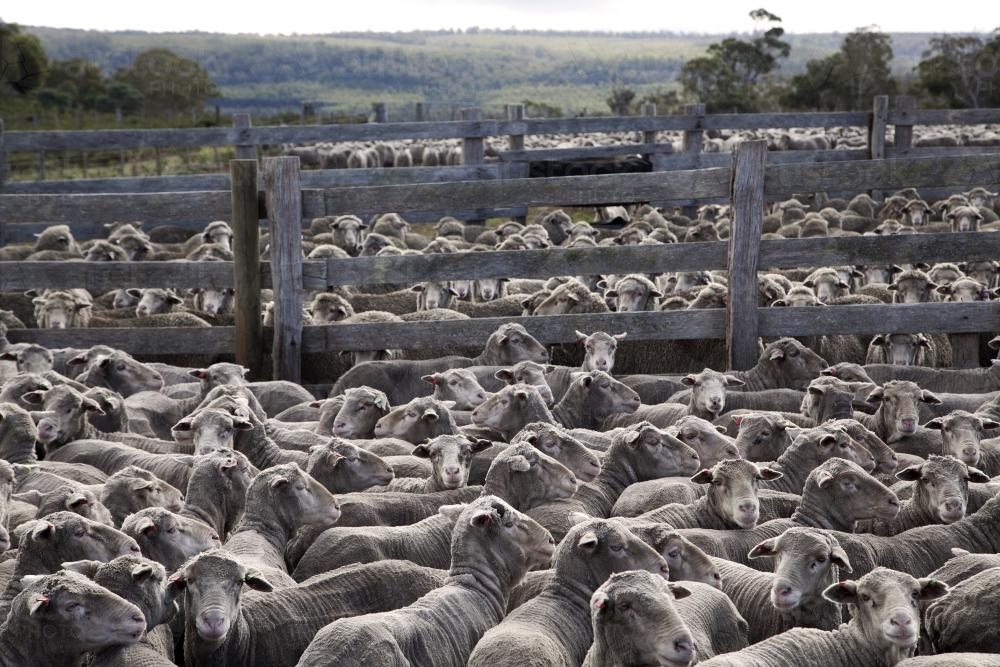 Flock of sheep huddled together in a wooden fenced yards - Australian Stock Image