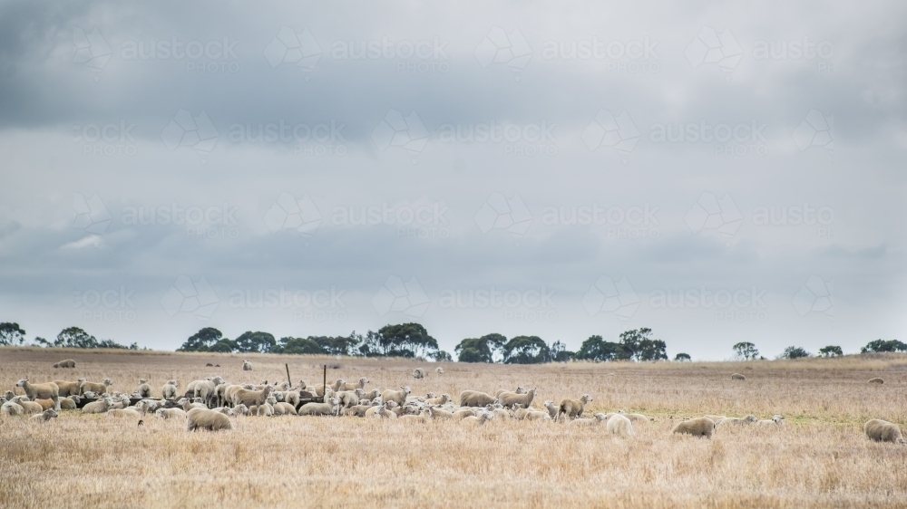 Flock of sheep in a paddock - Australian Stock Image