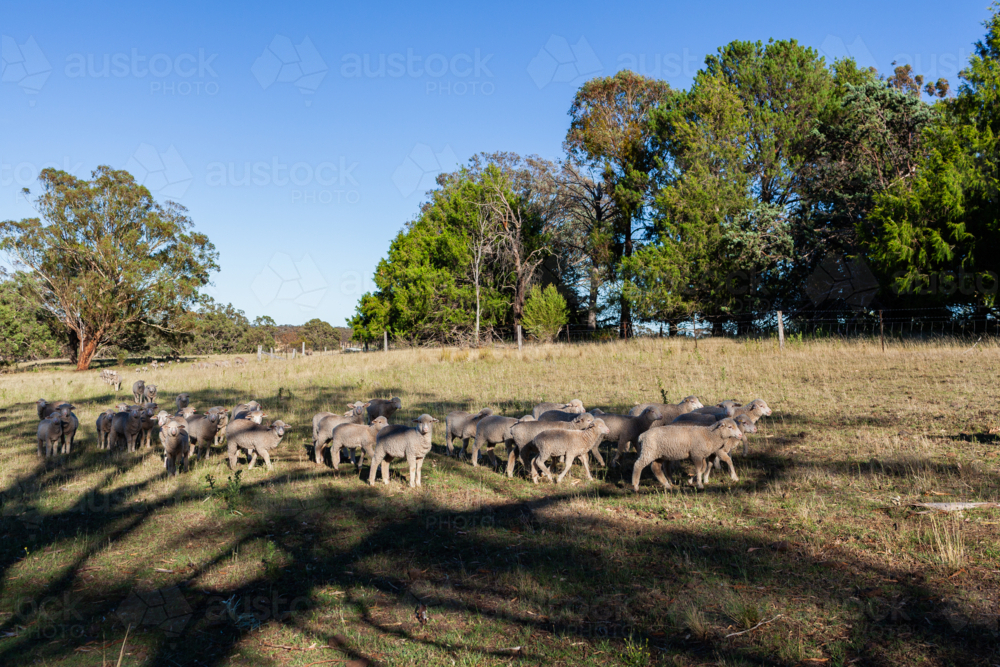 Fram Paddock Image of flock of sheep in Australian farm paddock in Northern ...