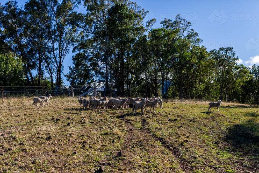 flock of sheep in Australian farm paddock in Northern Tablelands of NSW - Australian Stock Image