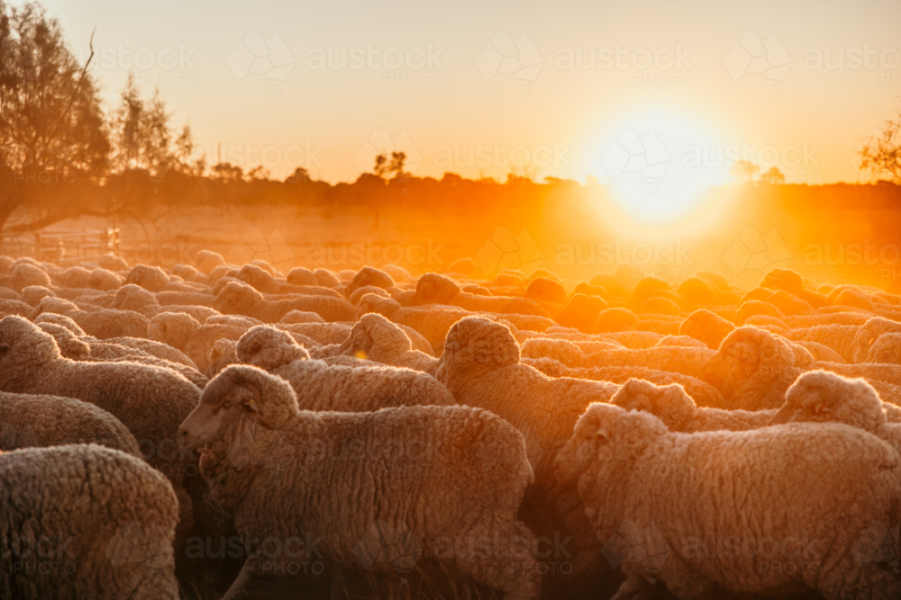 Flock of sheep in dusty yards in golden light - Australian Stock Image