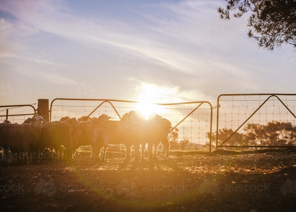 Flock of sheep in front of farm gate at sunset - Australian Stock Image