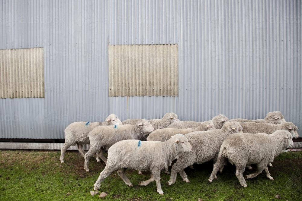 Flock of sheep in front of shearing shed - Australian Stock Image