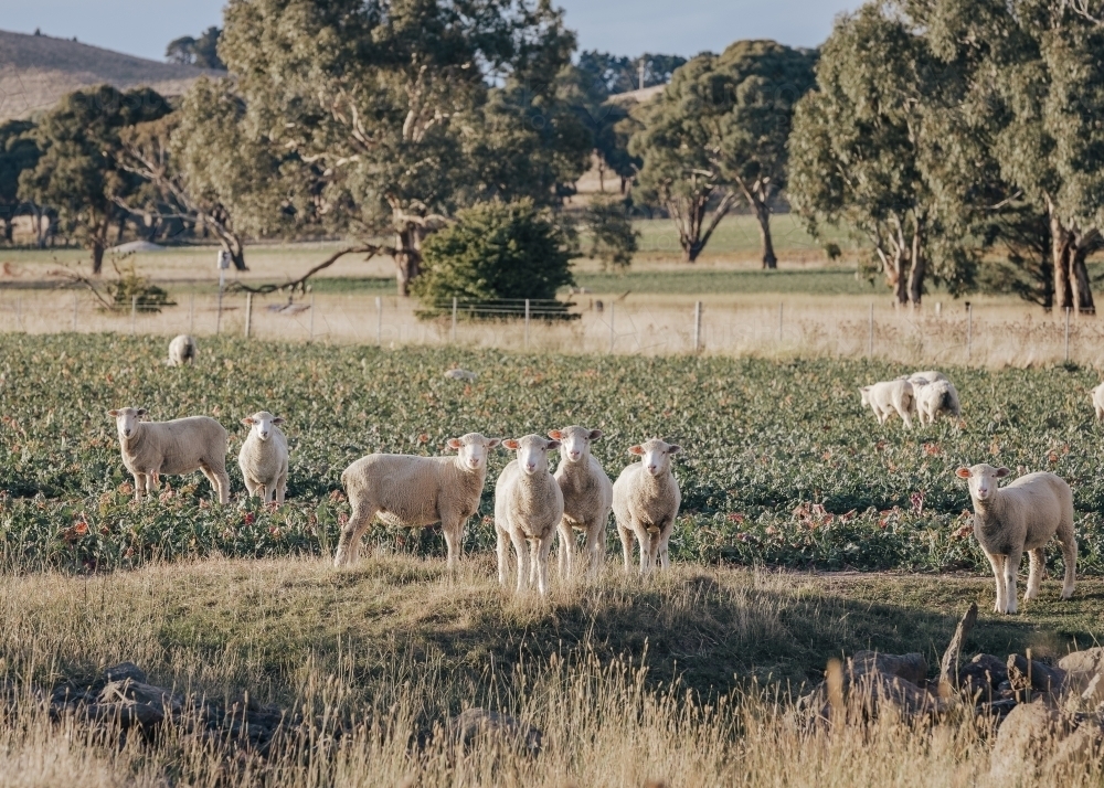 Flock of sheep in rural landscape - Australian Stock Image