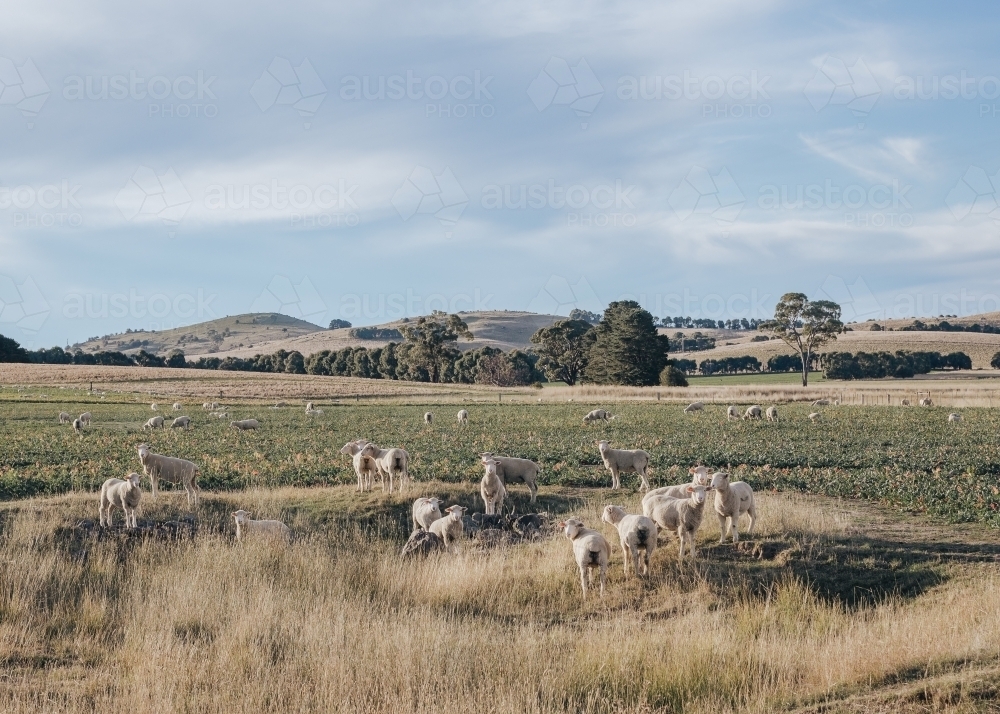 Flock of sheep in rural landscape - Australian Stock Image