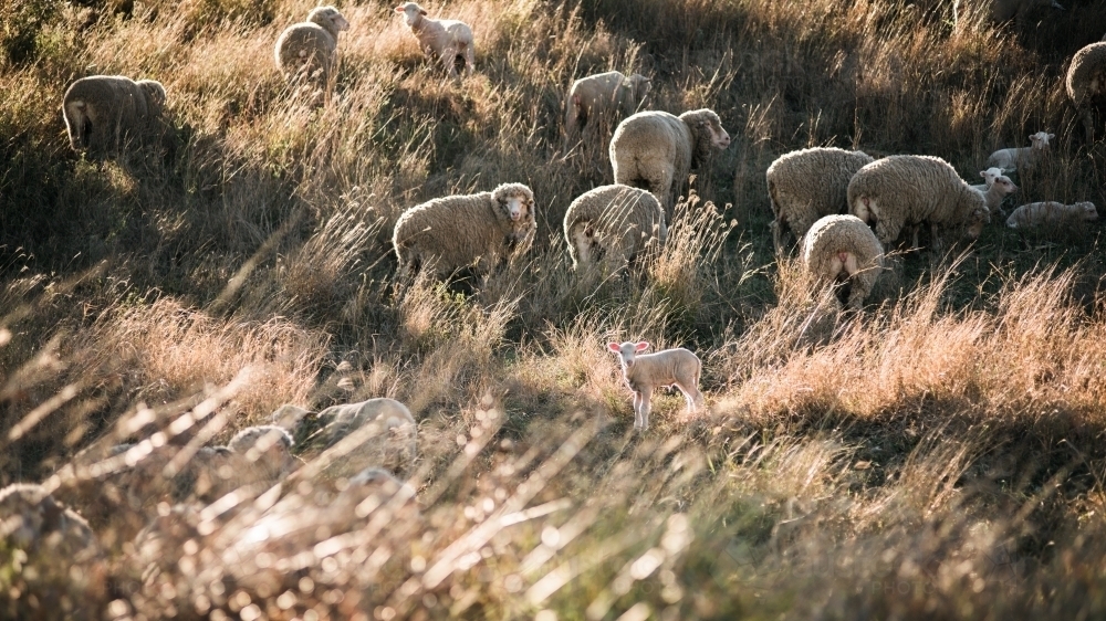 Flock of sheep in sunny paddock - Australian Stock Image