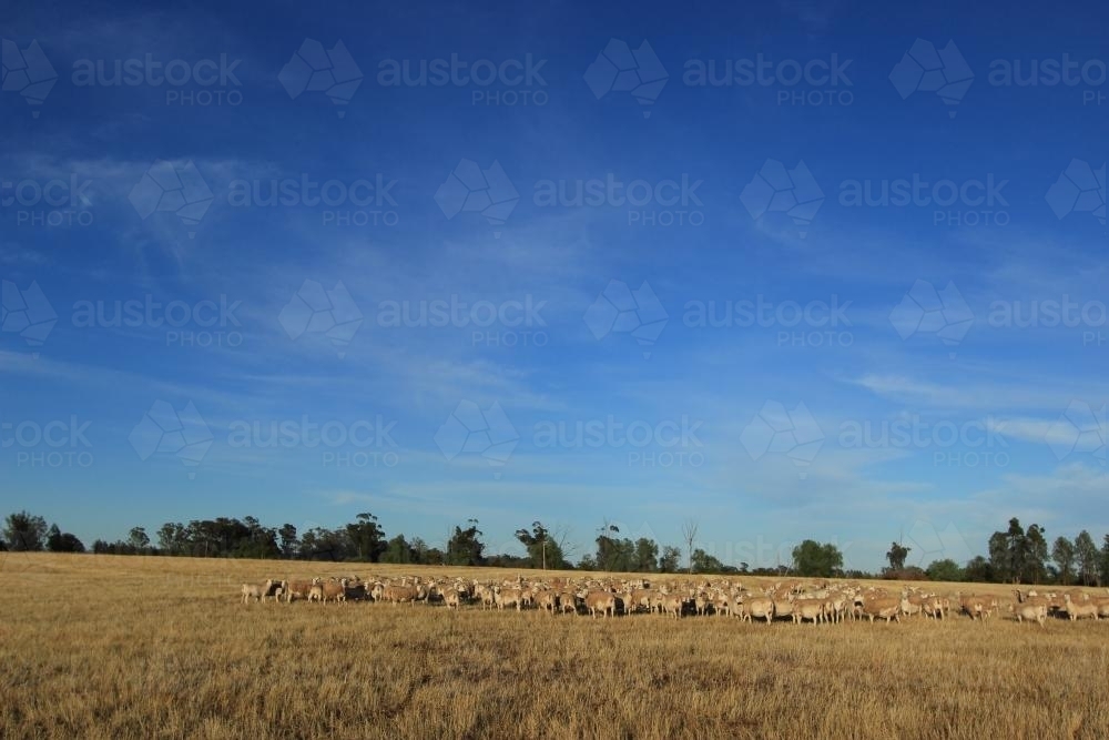 Image of Flock of sheep in the distance - Austockphoto