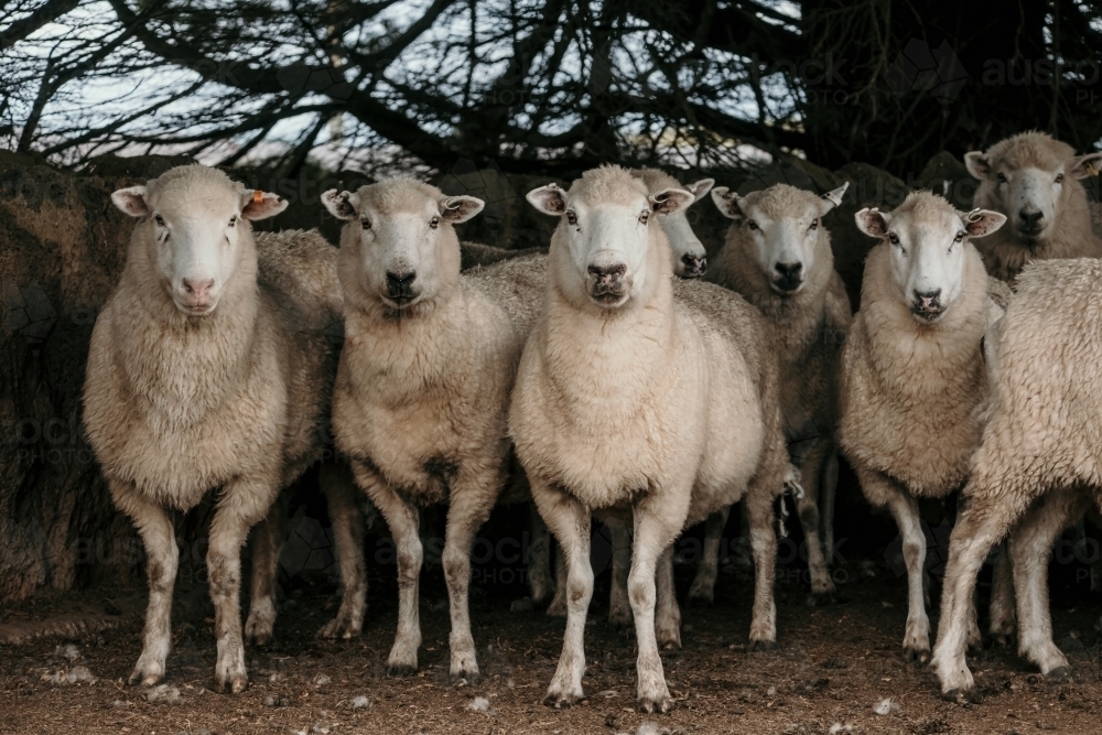 Flock of sheep in the yards look towards camera. - Australian Stock Image