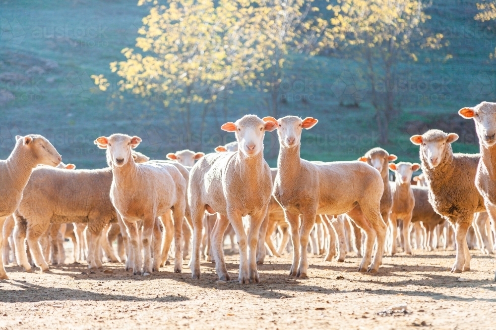 Flock of sheep in yards in morning sunlight - Australian Stock Image