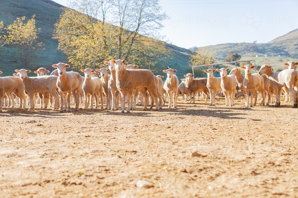 Flock of sheep in yards in morning sunlight - Australian Stock Image