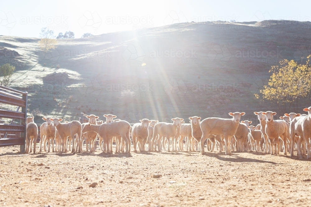 Flock of sheep in yards in morning sunlight - Australian Stock Image