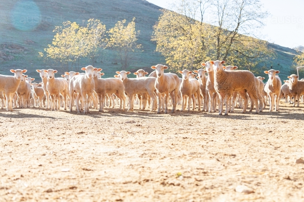 Flock of sheep in yards in morning sunlight - Australian Stock Image