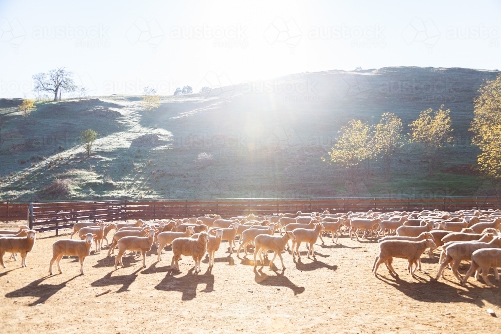 Flock of sheep in yards in morning sunlight - Australian Stock Image