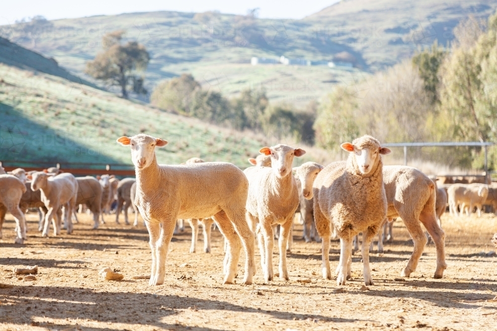 Flock of sheep in yards in morning sunlight - Australian Stock Image