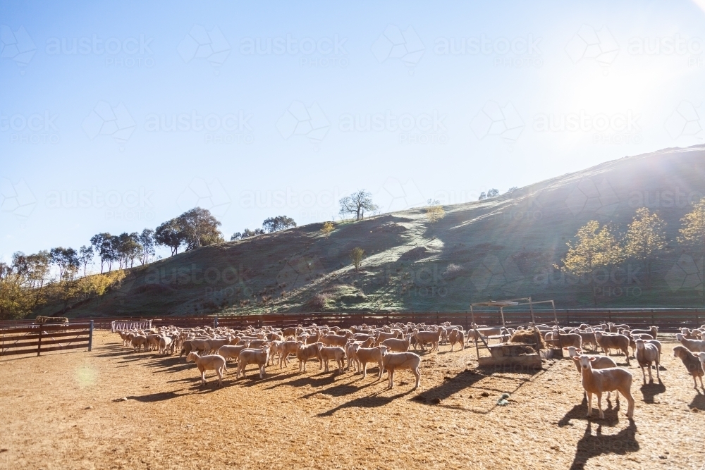 Flock of sheep in yards in morning sunlight - Australian Stock Image