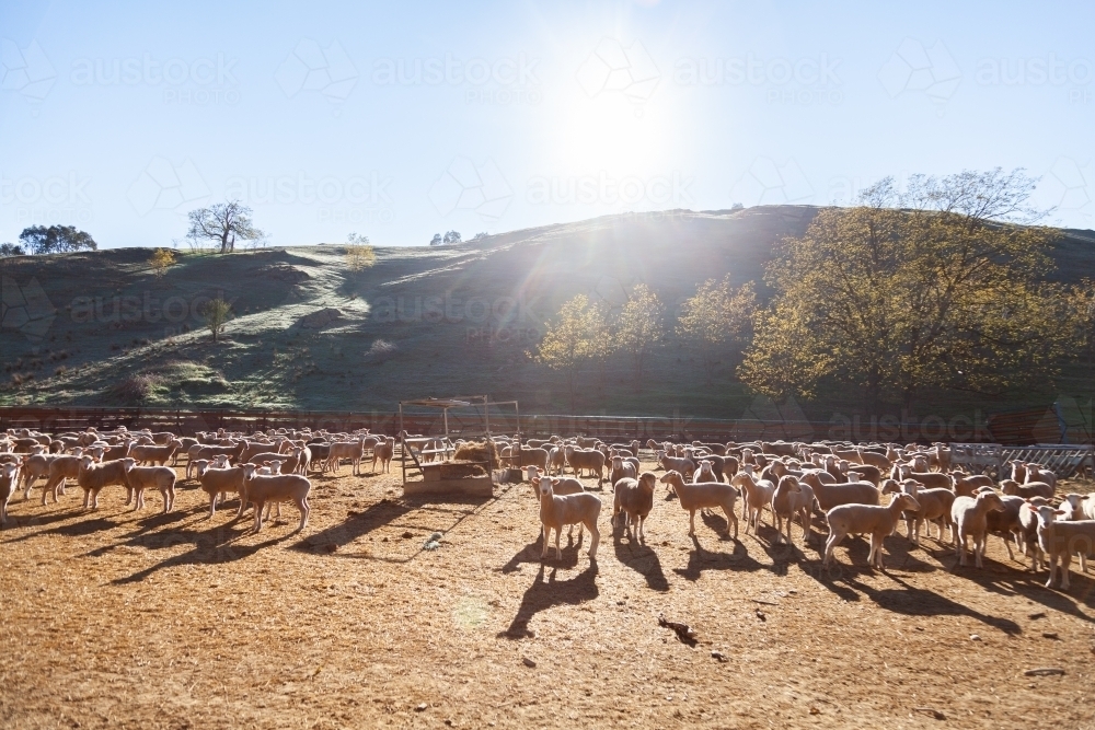 Flock of sheep in yards in morning sunlight - Australian Stock Image