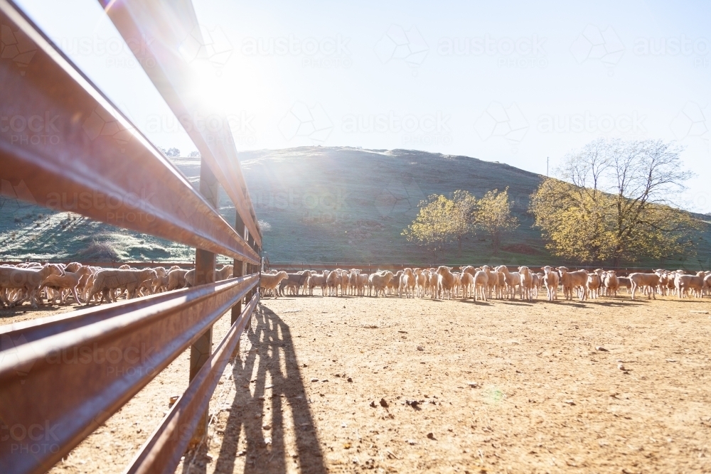 Flock of sheep in yards in morning sunlight - Australian Stock Image
