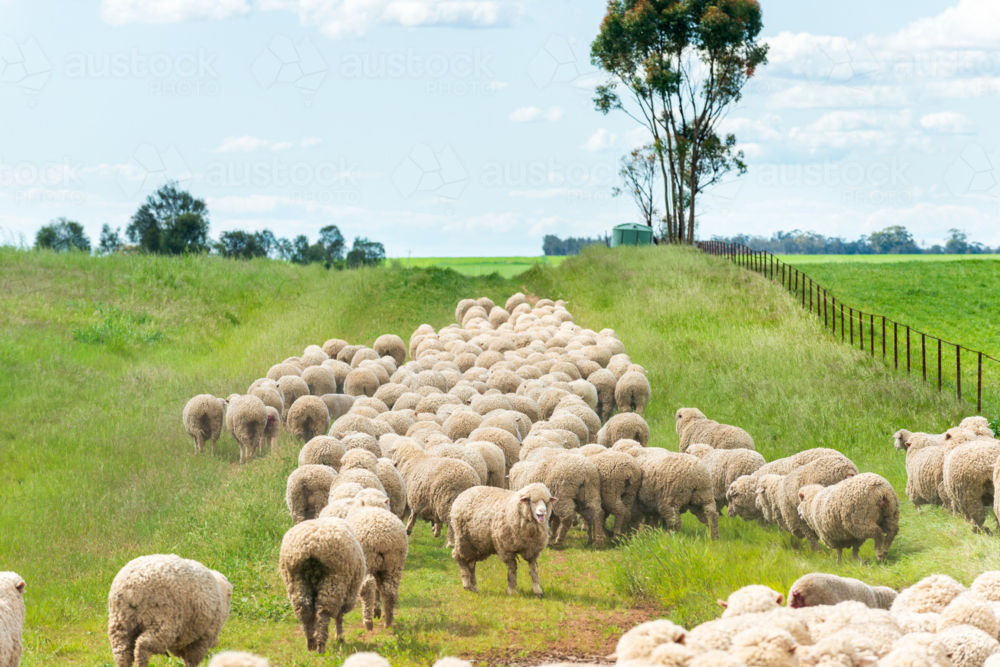 Flock of sheep moving along a grassy laneway under a bright blue sky - Australian Stock Image