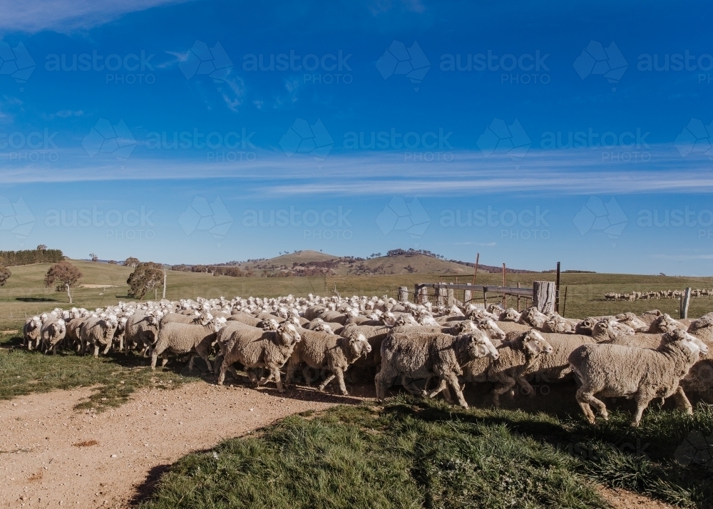 Flock of sheep moving together in rural landscape - Australian Stock Image