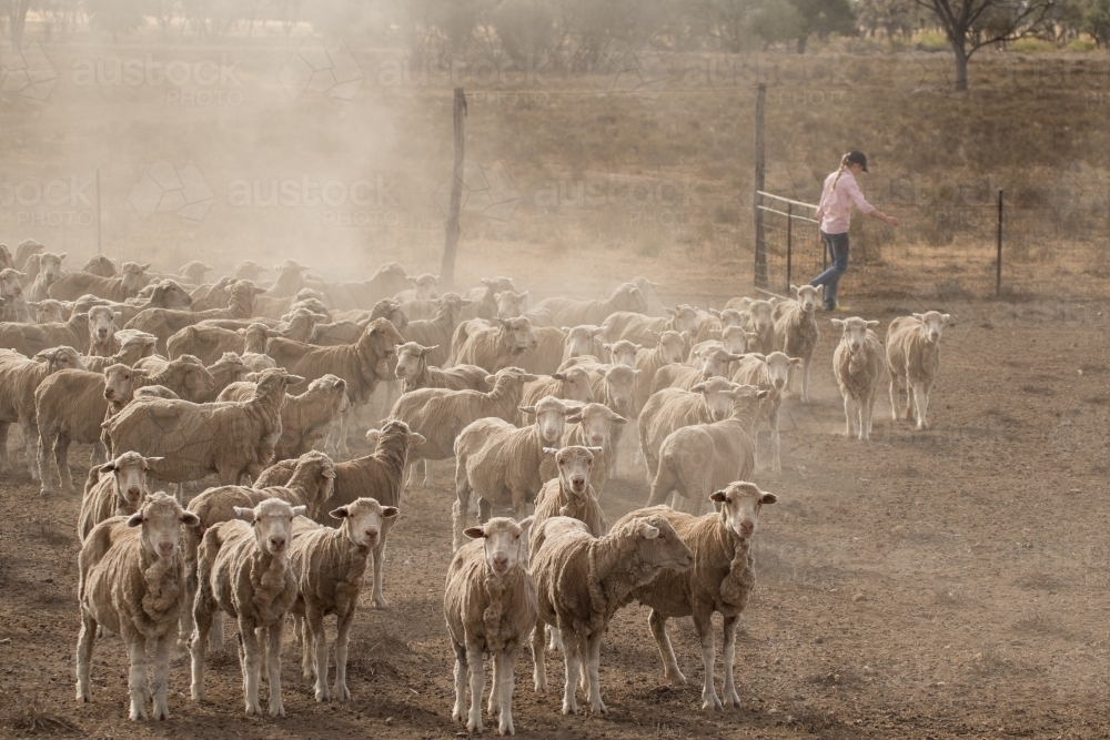 Flock of sheep on a dusty ground with girl in background - Australian Stock Image