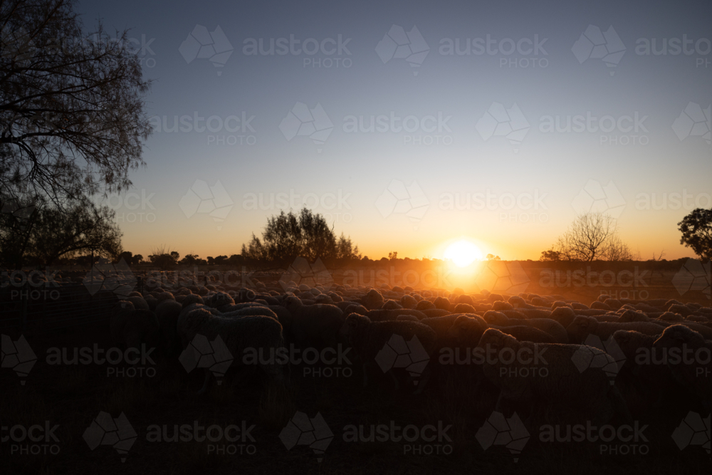 Flock of sheep in dusty field at sunset - Australian Stock Image
