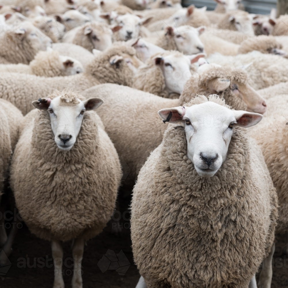Flock of sheep ready to be shorn on shearing day - Australian Stock Image