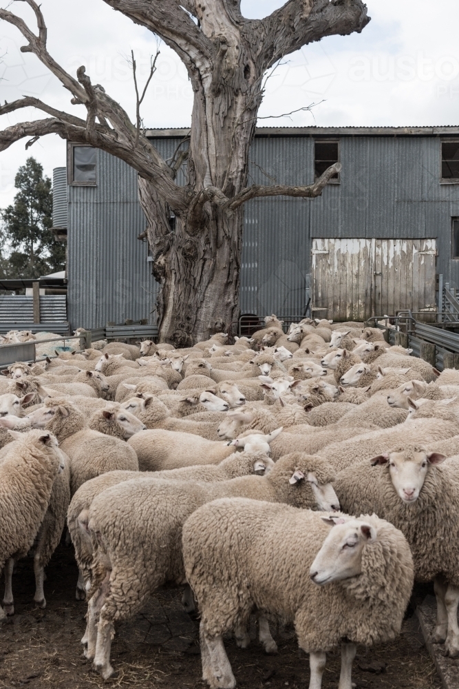 Flock of sheep ready to be shorn on shearing day - Australian Stock Image