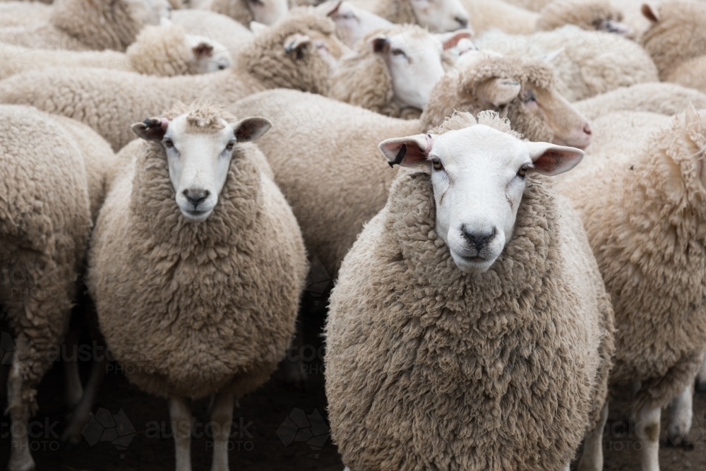 Flock of sheep ready to be shorn on shearing day - Australian Stock Image