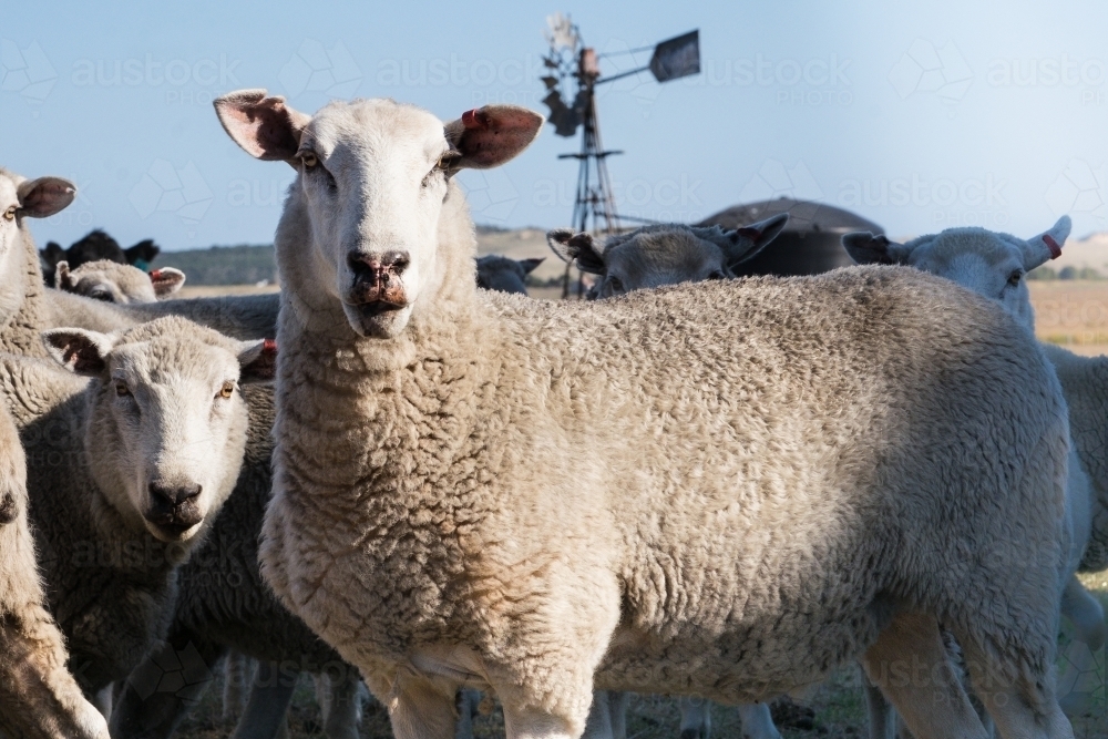 Flock of sheep stand near a windmill - Australian Stock Image