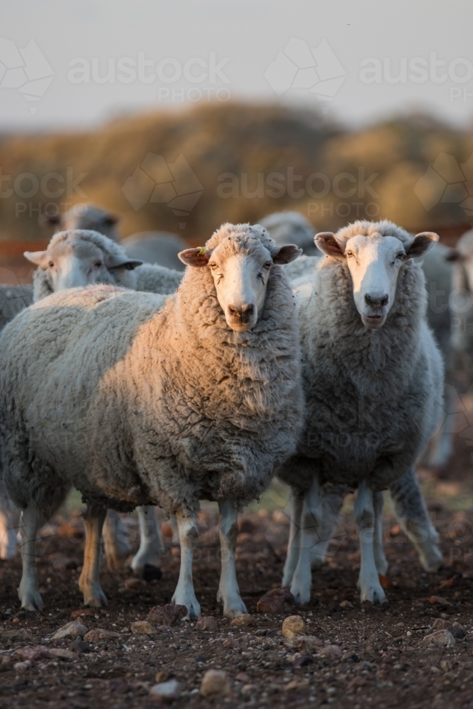 Flock of sheep standing on a rocky terrain - Australian Stock Image