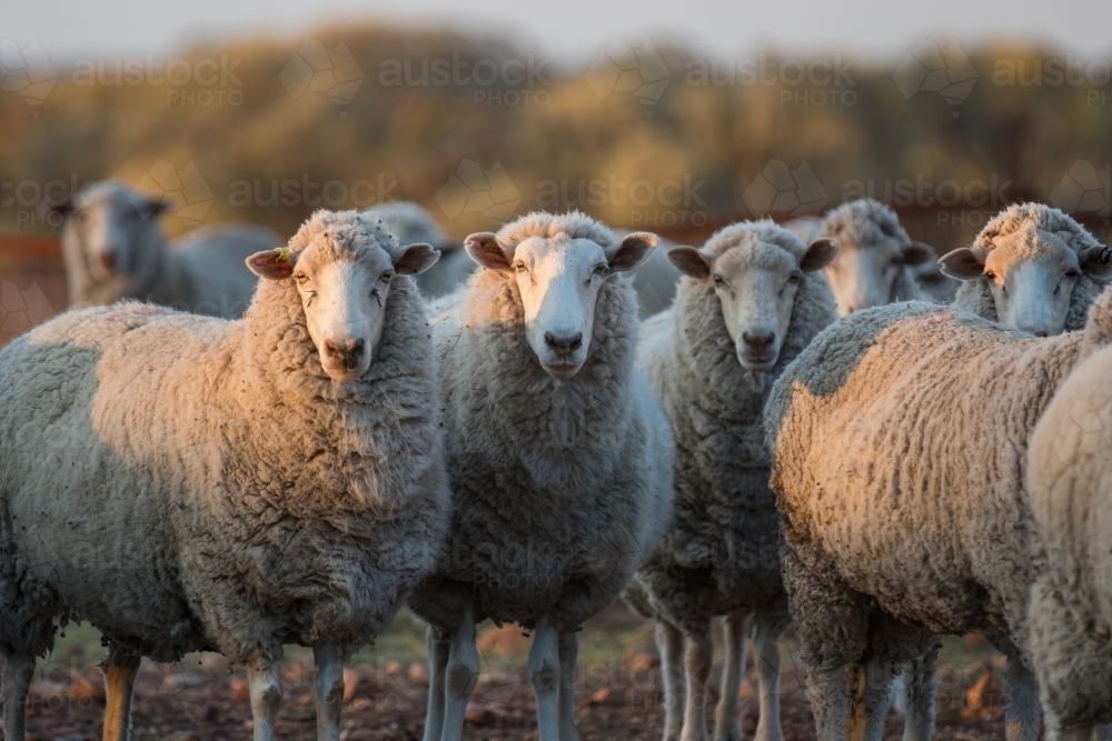 Flock of sheep standing on a rocky terrain - Australian Stock Image
