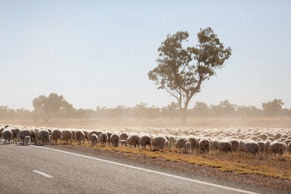Flock of sheep walking along a bitumen road - Australian Stock Image