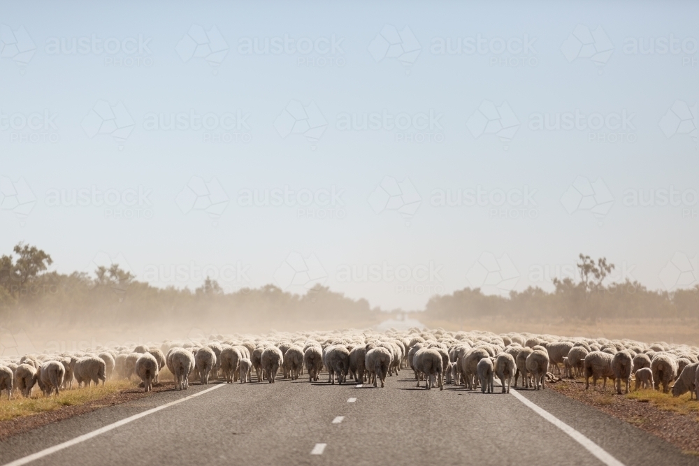 Flock of sheep walking along a bitumen road - Australian Stock Image