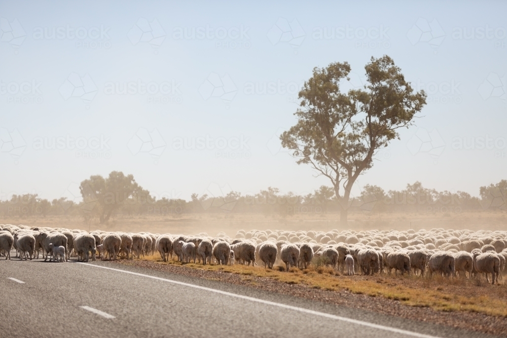Flock of sheep walking along a bitumen road - Australian Stock Image