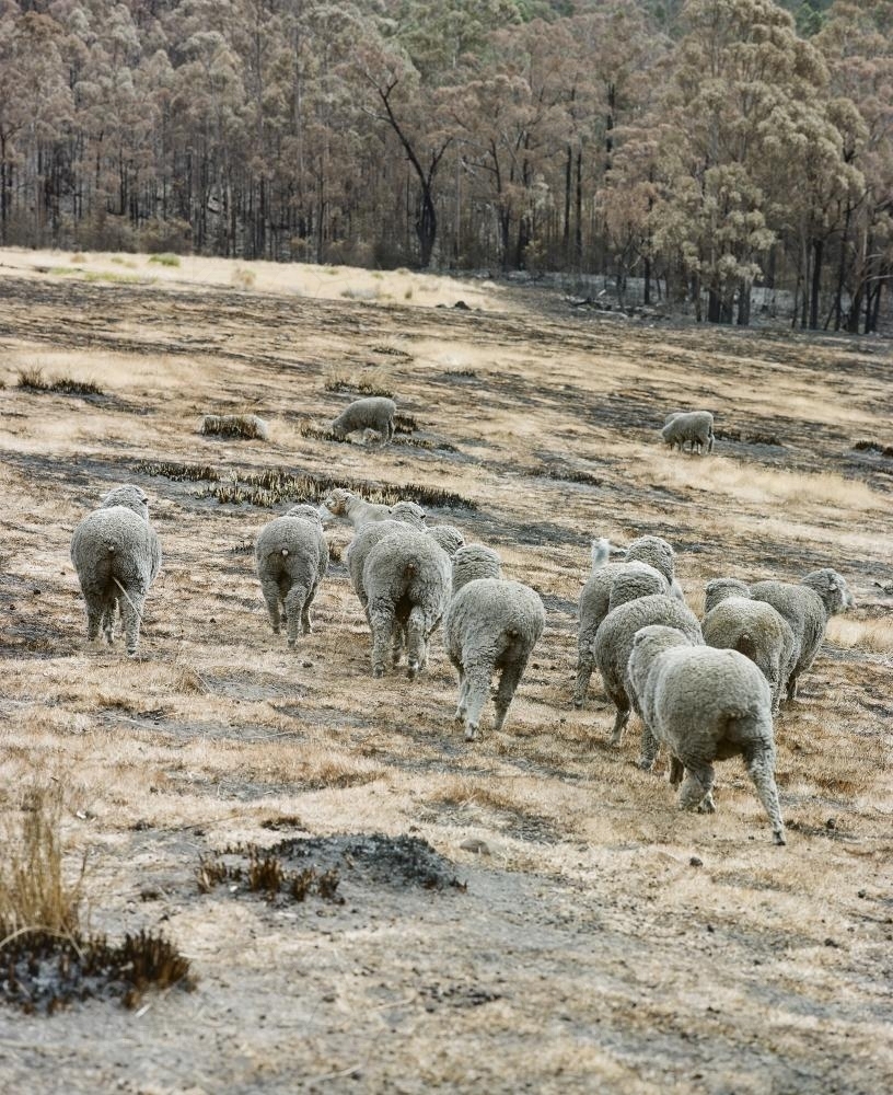 wandering flock