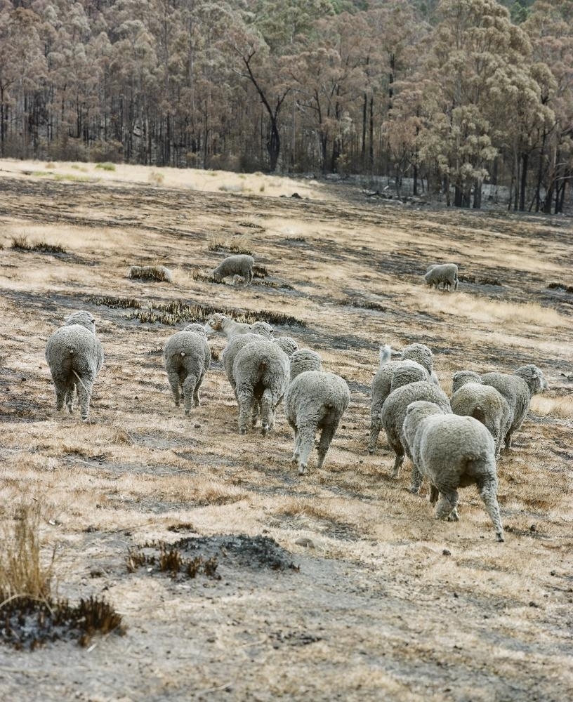 Flock of sheep wandering through bushfire landscape - Australian Stock Image