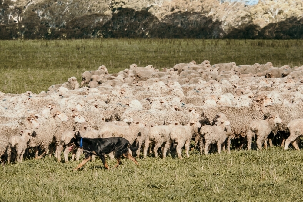 Flock of sheep with a guard dog huddled together on a field - Australian Stock Image