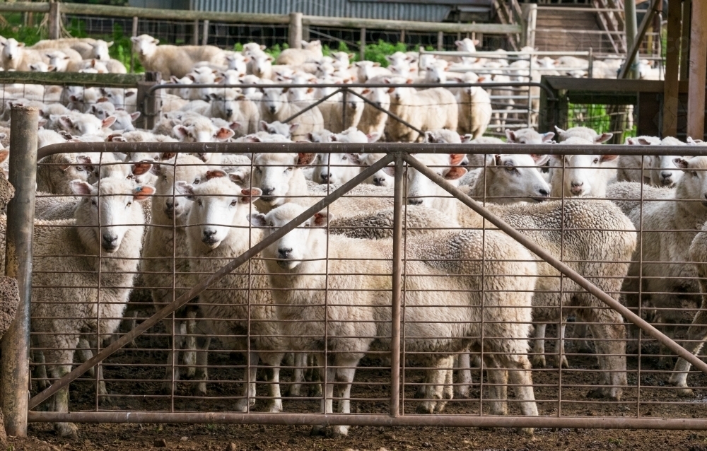 Image of Flock of sheep yarded for shearing Austockphoto