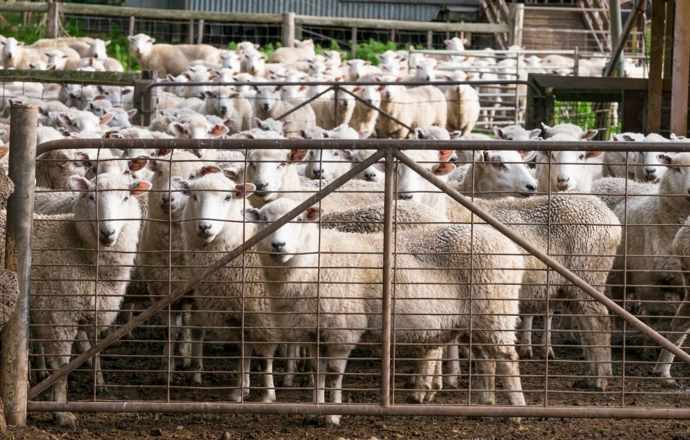 Flock of sheep yarded for shearing - Australian Stock Image