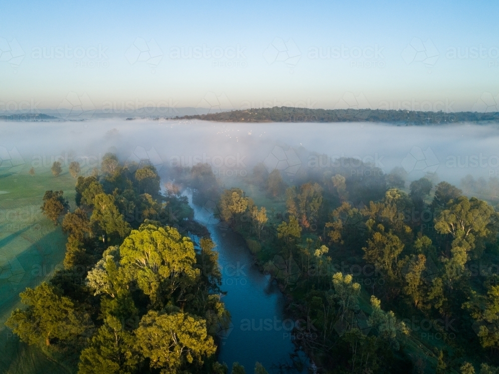 Flock of white cockatoo birds flying through mist over river in morning light - Australian Stock Image