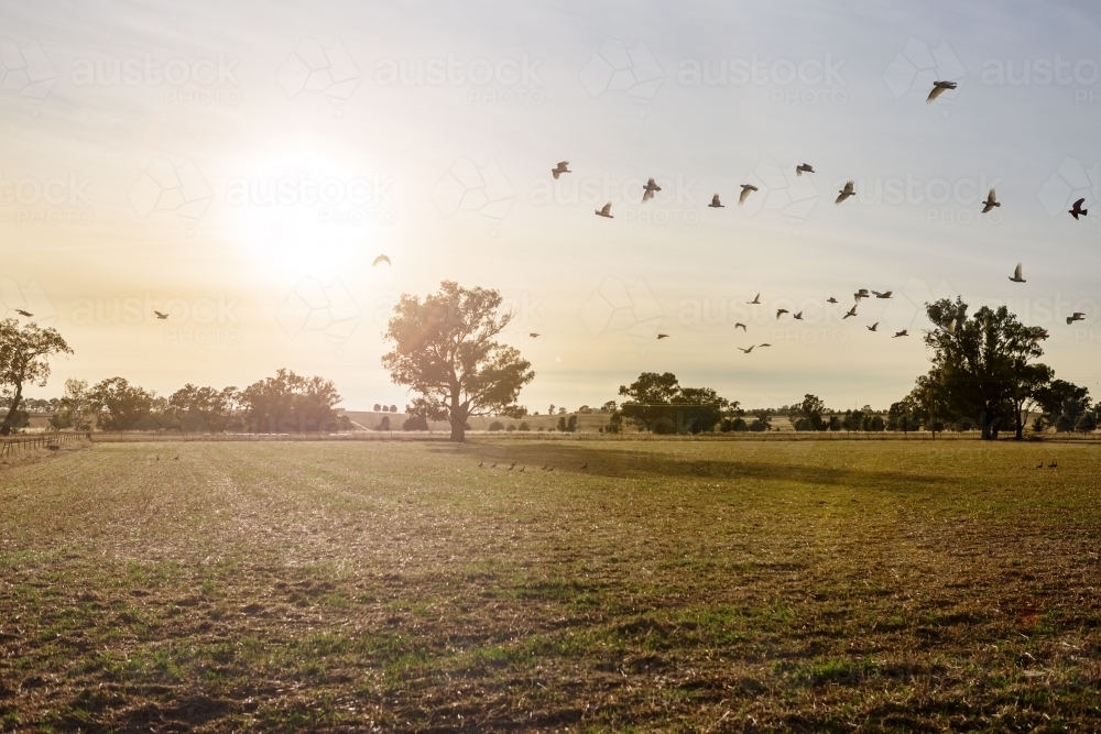 Flock of white cockatoos flying across the paddock at sunrise - Australian Stock Image