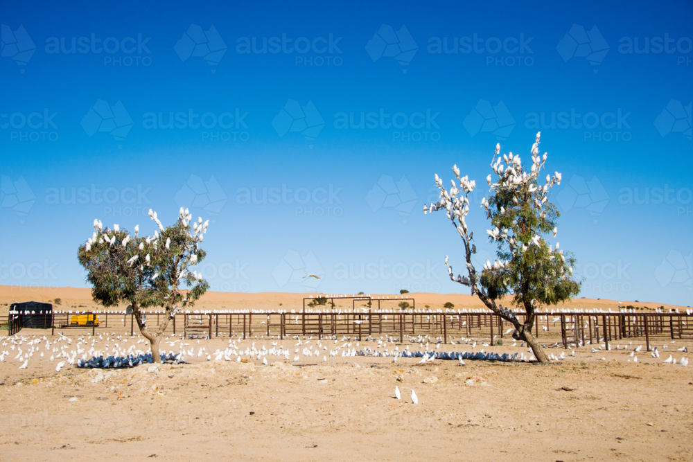 Flock of white cockatoos perched in desert trees near cattle yards - Australian Stock Image