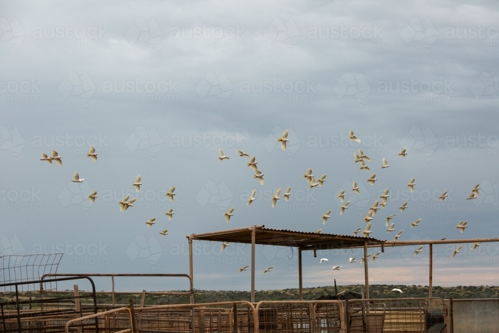 Flock of white corella birds taking flight - Australian Stock Image